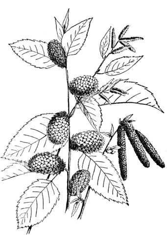 Yellow Birch Branchlet Coloring Page